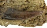 Serrated, Tyrannosaur (Nanotyrannus) Tooth In Rock #91367-1